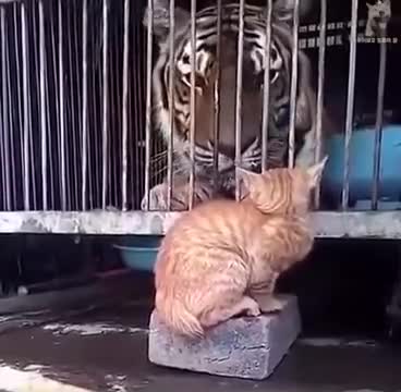 Odważne kotki