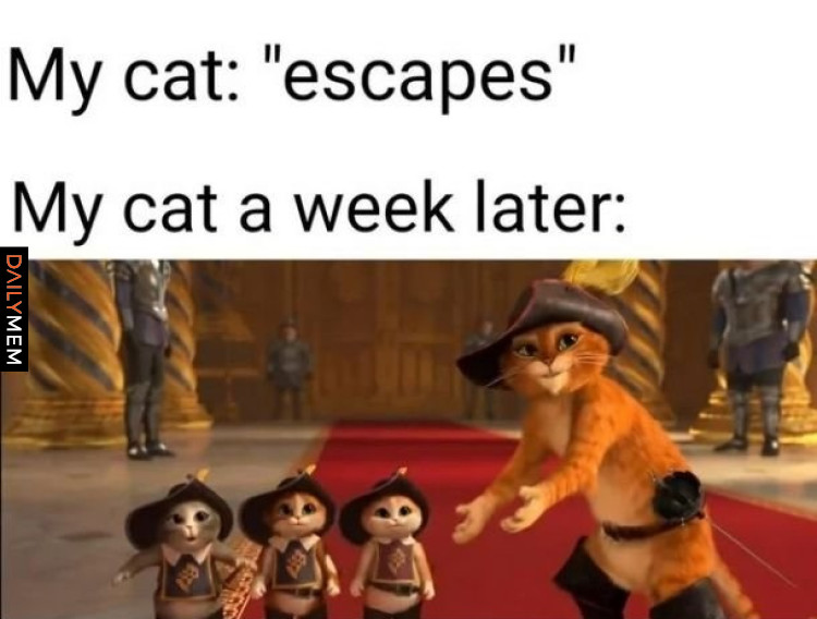 Kiedy ucieknie kot